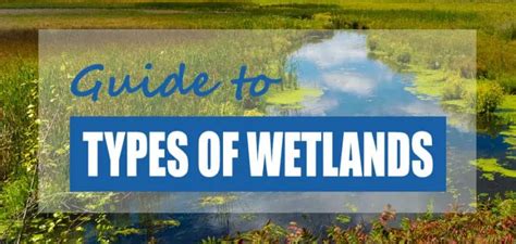 List of Primary Wetland Types (Pictures & Facts) - Pond Informer