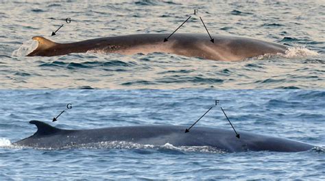 World’s most mysterious whale observed for first time (PHOTOS, VIDEO ...