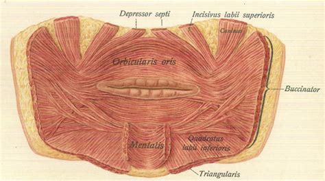 Cureus