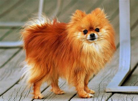 Pomeranian_orange | Most beautiful dog breeds, Beautiful dog breeds ...