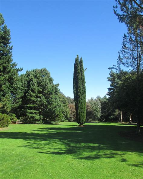 Dundee Botanic Garden | Pining for the West