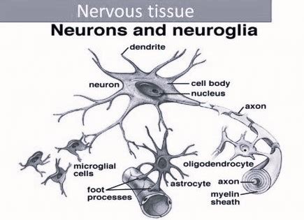 Short Note on Nervous Tissue - CBSE Class Notes Online - Classnotes123