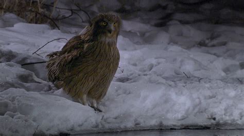 The Elusive Blakiston's Fish Owl | Russia's Nocturnal Hunter | Britannica