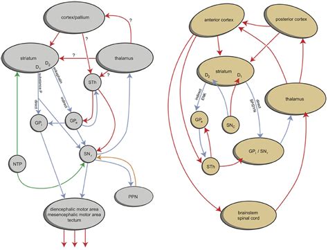 Simplified representation of the extrapyramidal system of lampreys ...