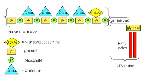 The general chemical structure of lipoteichoic acid (LTA). | Download ...