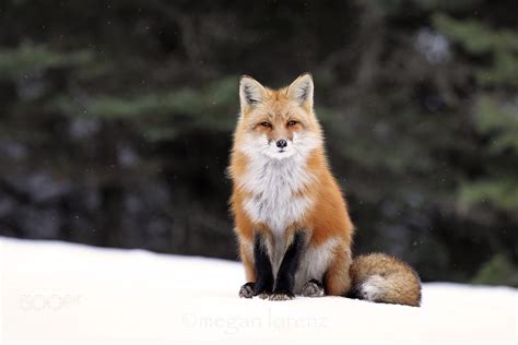 500px Blog » » 30 Adorable Photos Of Foxes In The Snow