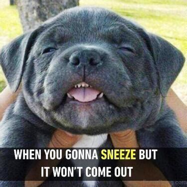 The best sneeze memes :) Memedroid