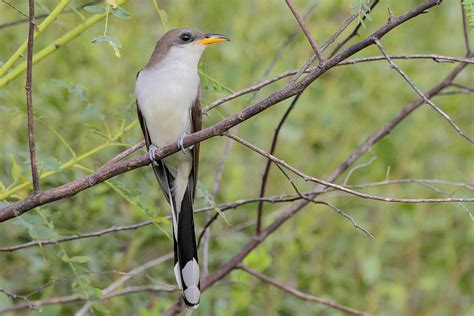 Yellow-billed Cuckoo ⋆ Tucson Audubon