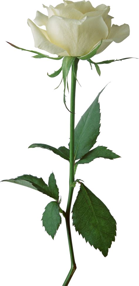 White Roses PNG Image - PurePNG | Free transparent CC0 PNG Image Library