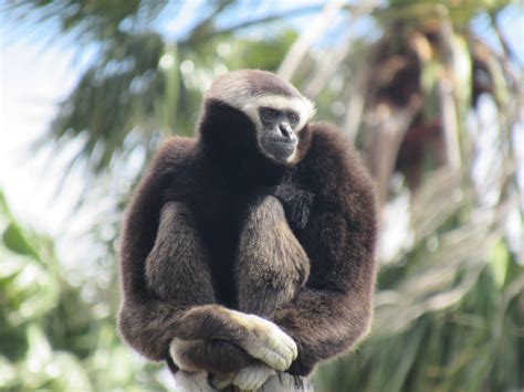 Pileated Gibbon - ZooChat