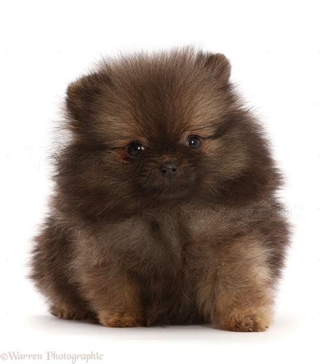 Black And Brown Pomeranian Puppies