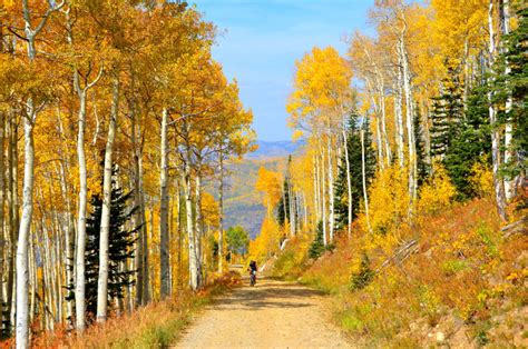 Colorado Fall Aspens