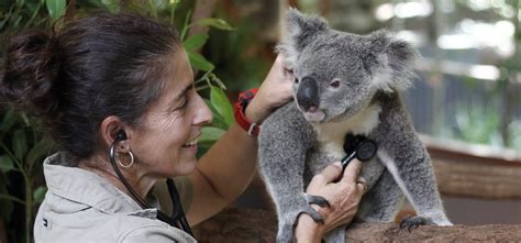 Lone Pine Koala Sanctuary | Discover Brisbane’s Koala Sanctuary ...