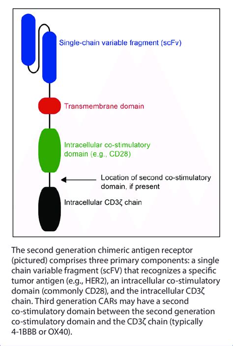 General structure of chimeric antigen receptor. | Download Scientific ...