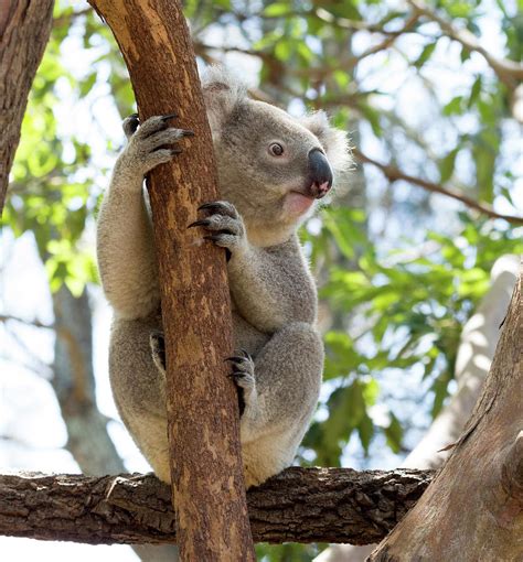 Cute Koala in Eucalyptus Tree Photograph by June Jacobsen