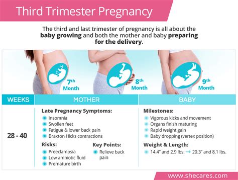 Third Trimester Pregnancy | SheCares