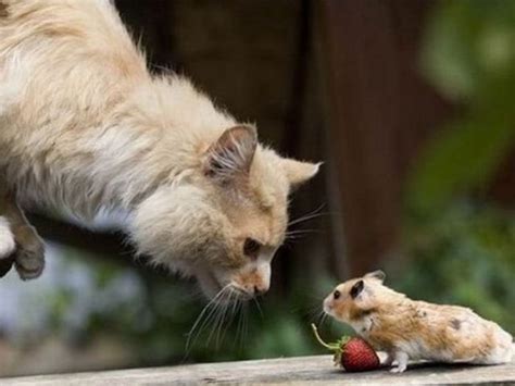 Zoo Animals: Funny Cat and Mouse Pictures