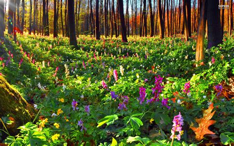 Flowers in Forest wallpaper | 1920x1200 | #30120