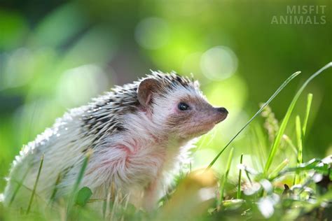 African Pygmy Hedgehog: Appearance, Behavior, And Pet Care