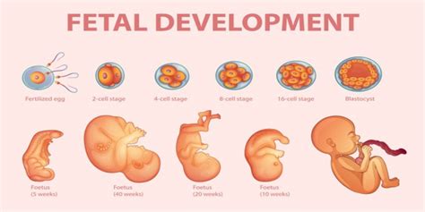 Stages Of Baby In The Womb