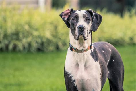 Mantle Great Dane: Everything You Need to Know - Bubbly Pet