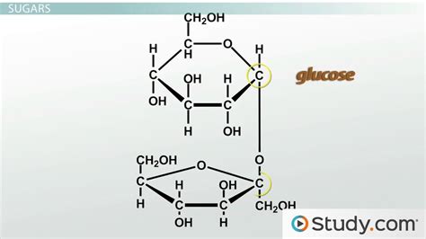 Carbohydrates | Overview, Structure & Function - Video & Lesson ...