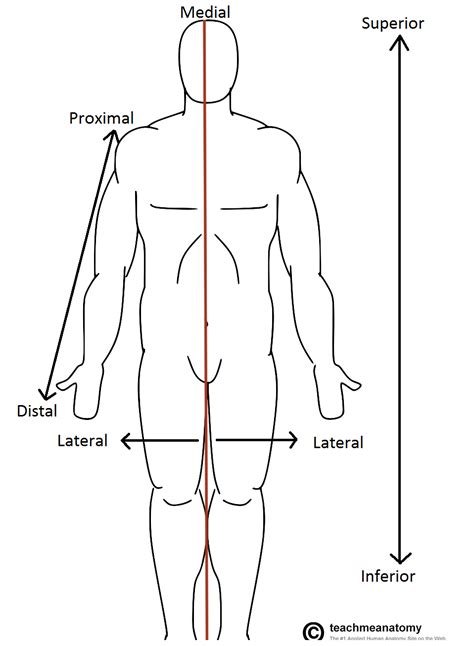 lifesun.info | Human body anatomy, Human anatomy and physiology, Anatomy