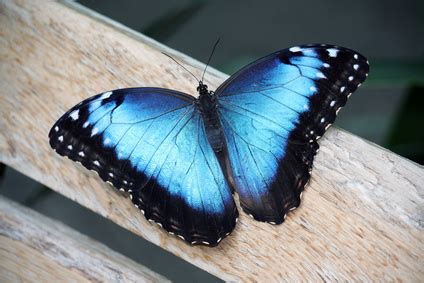 The Meaning of a Blue Butterfly | Animals - mom.me