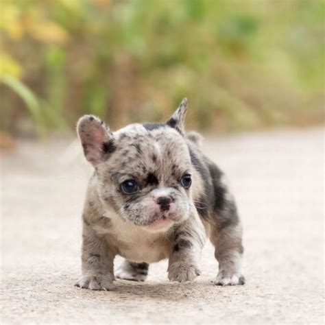 Rolly Merle Mini French bulldog for sale, Teacup French Bulldog is rare ...