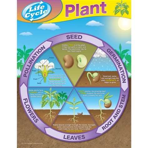 Plant Life Cycles Chart - TCR7714 | Teacher Created Resources