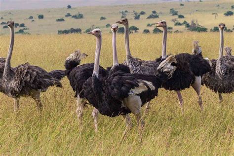 Ostrich Facts: Habitat, Behavior, Diet