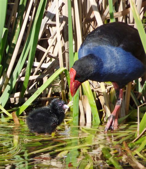 Pin on The Rail Family - Australian Water Birds