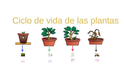 Ciclo de vida de las plantas by Debra Teran on Prezi