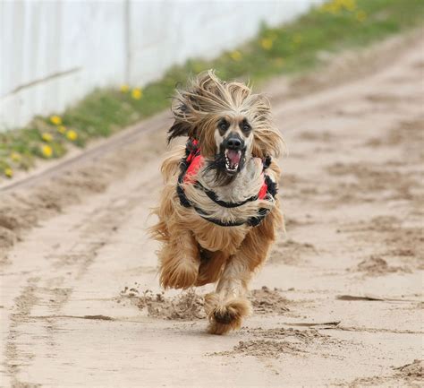 Afghan Hound - Dogs breeds - Longhaired sighthound | Pets