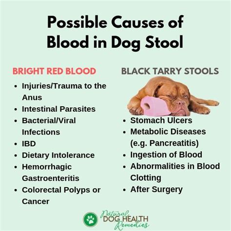 What Does It Mean If Your Dog Is Pooping Blood And Throwing Up at ...