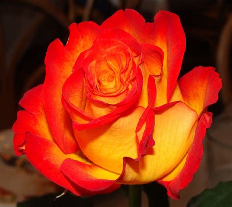 red yellow and orange roses | Flower close up, Rose, Flowers