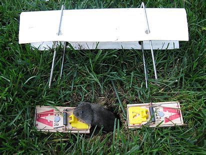 Trapline Products Vole Trapping Page