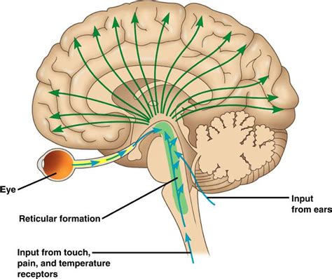 Pin by SK Narasimhan on Study Guides: Science & Math | Reticular ...