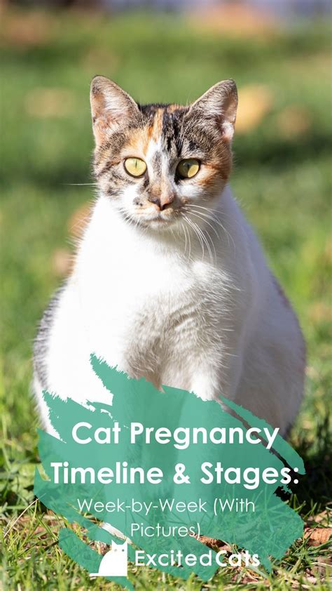 Cat Pregnancy Timeline & Stages: Week-by-Week (With Pictures ...