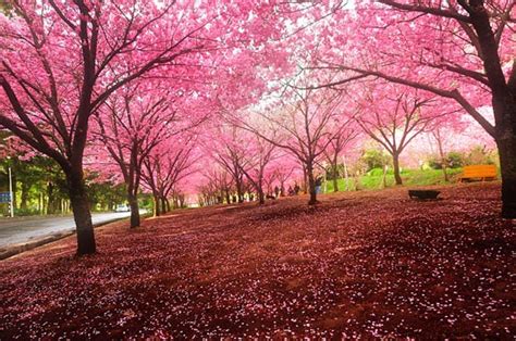 Breathtaking Cherry Blossom Photography - Design Swan