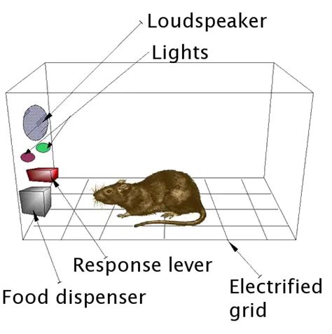 Skinner's theory on Operant Conditioning - Psychestudy