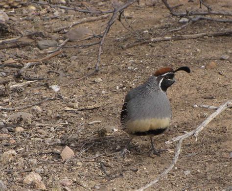 Gambel's Quail, Arizona | Gambel's Quail; SE of San Manuel, … | Flickr