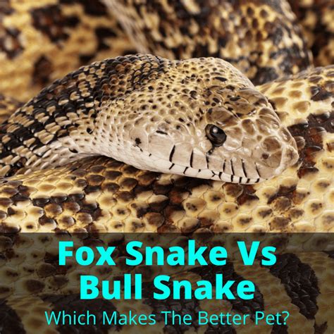 Fox Snake Vs Bull Snake: What Generator Fuel Is Best In 2023?