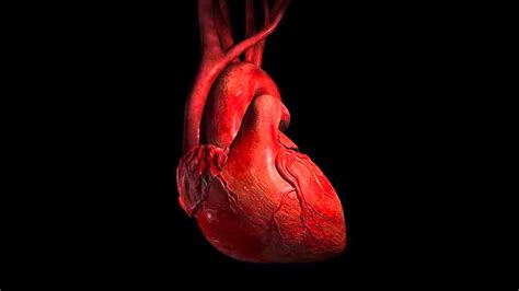 Heart Anatomy Wallpaper