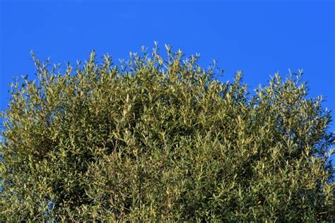 Wild Olive Tree Against Blue Sky Free Stock Photo - Public Domain Pictures