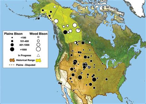 Bison In The World - Once An Endangered Animal,American Bison