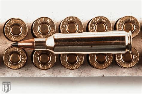 22-250 vs 223: Hunting Caliber Comparison by Ammo.com