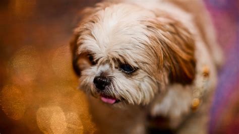 White And Brown Shih Tzu Puppy In Light Blur Background HD Animals ...