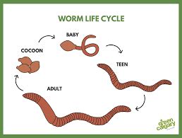 Image result for life cycle of a worm | Life cycles, Worms, Cycle