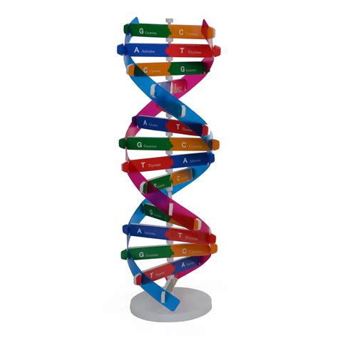 Aliexpress.com : Buy Human Genetic Model DNA Double Helix Diy ...